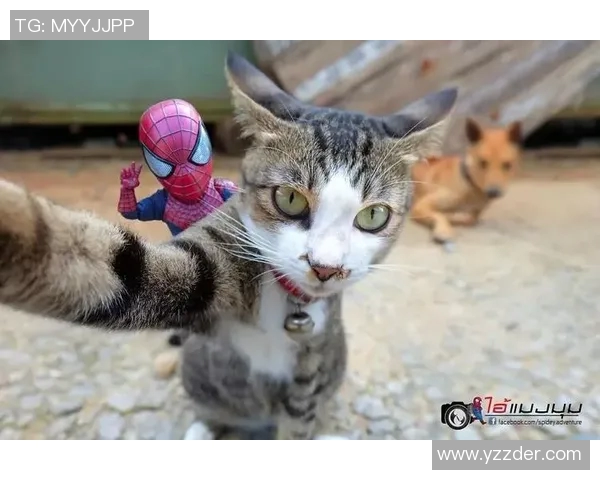 足球明星与他的猫咪日常生活的温馨故事分享